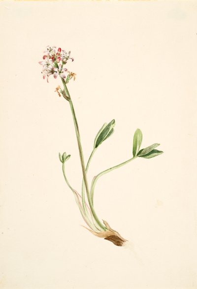 Buckbean Menyanthes trifoliata, ca. 1900-1920. av Mary Vaux Walcott