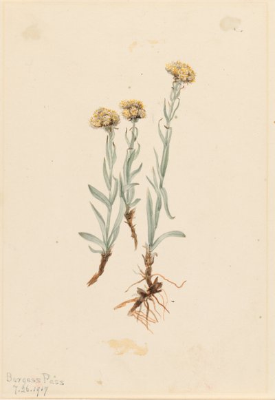  av Mary Vaux Walcott