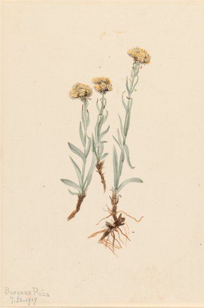 Buff Pussytoes Antennaria luzuloides, 1917. av Mary Vaux Walcott