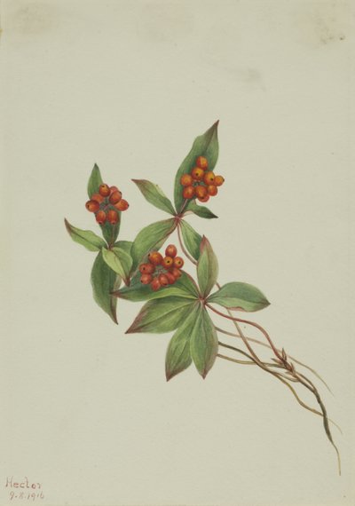  av Mary Vaux Walcott