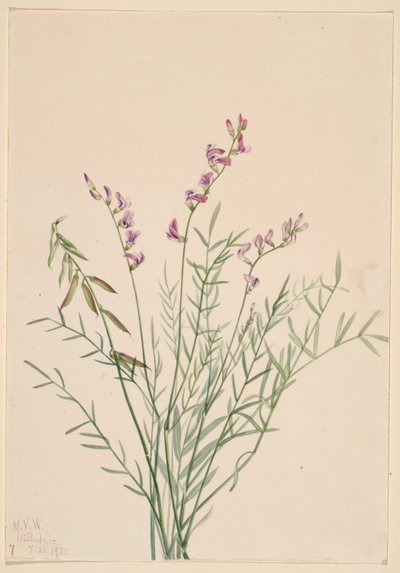  av Mary Vaux Walcott