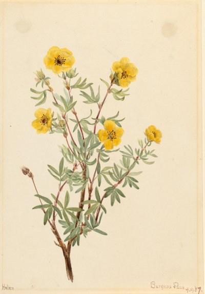 Bush Cinquefoil Potentilla fruticosa, 1917. av Mary Vaux Walcott