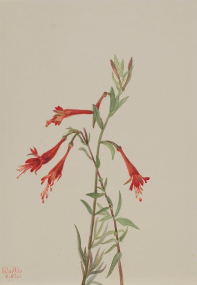 California Fuschia Zauschneria californica, 1936. av Mary Vaux Walcott