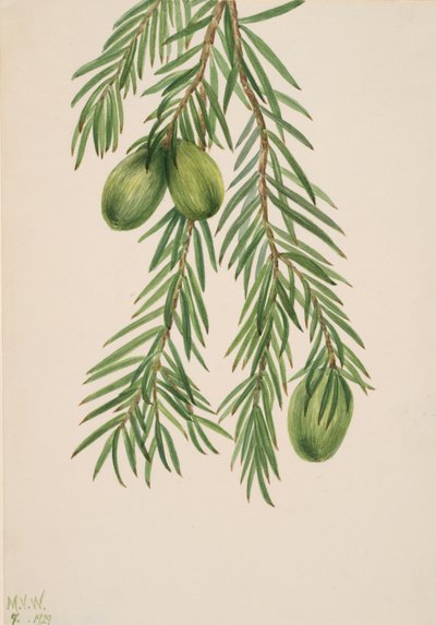 California Muskat Tumion californicum, 1929. av Mary Vaux Walcott