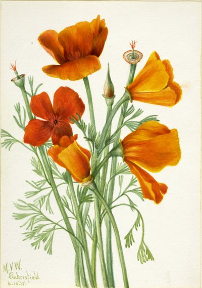 California Poppy Eschscholtzia californica, 1935. av Mary Vaux Walcott