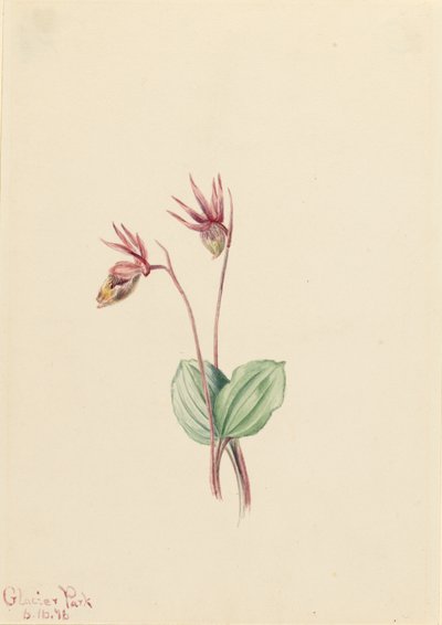  av Mary Vaux Walcott