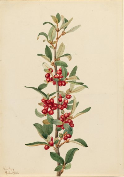 av Mary Vaux Walcott