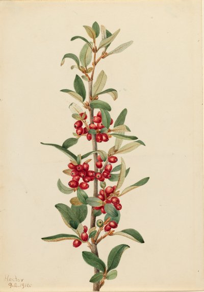 Canada Buffaloberry Lepargyrea canadensis, 1916. av Mary Vaux Walcott