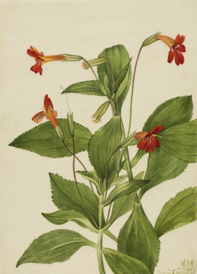 Kardinalapeblomst Mimulus cardinalis, 1927. av Mary Vaux Walcott