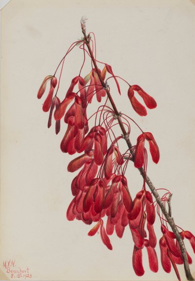  av Mary Vaux Walcott