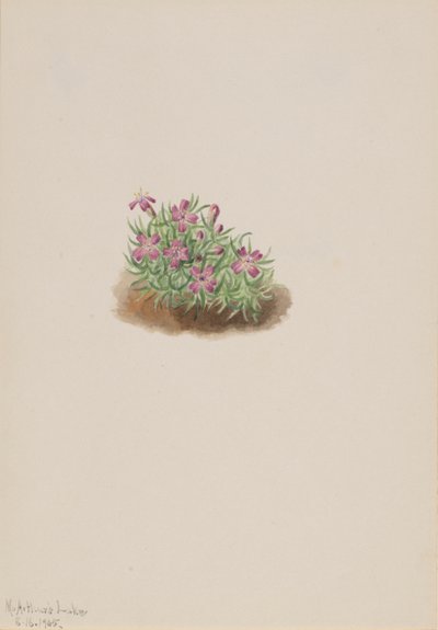 Teppe rosa Silene acaulis, 1905. av Mary Vaux Walcott
