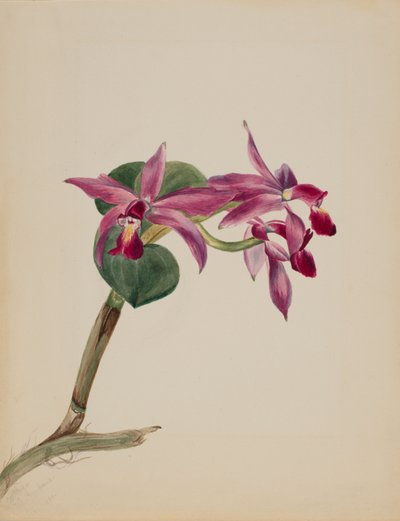  av Mary Vaux Walcott