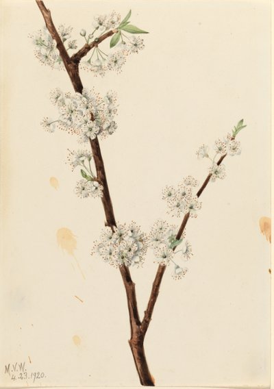  av Mary Vaux Walcott