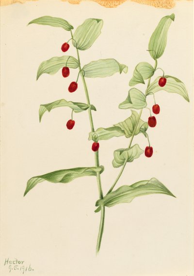  av Mary Vaux Walcott