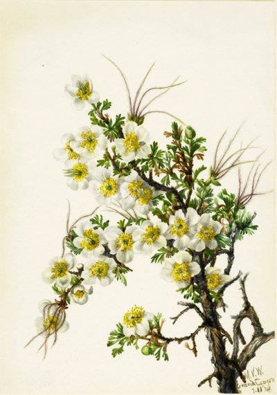 Cliffrose Cowania stansburiana, 1934. av Mary Vaux Walcott