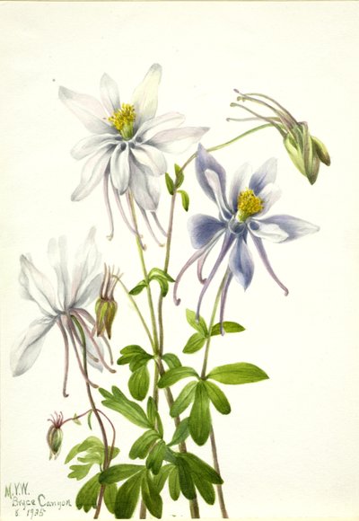  av Mary Vaux Walcott