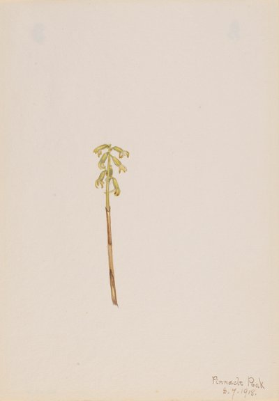 Corathorhiza corallorhiza, 1918. av Mary Vaux Walcott