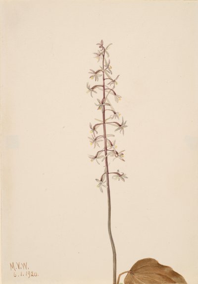 Traneflue Orchis Tipularia uniflora, 1920. av Mary Vaux Walcott