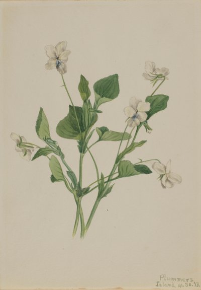  av Mary Vaux Walcott