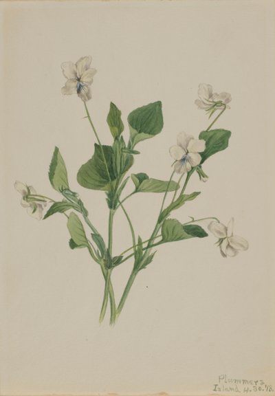 Creme Violet Viola striata, 1918. av Mary Vaux Walcott