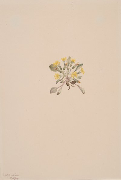 Elegante pannekaker, 1904. av Mary Vaux Walcott