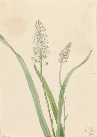 Crowpoison Chrosperma muscaetoxicum, 1921. av Mary Vaux Walcott