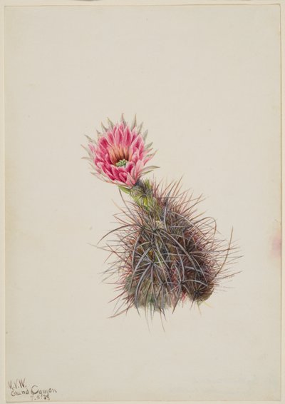 Agurkkaktus, 1939. av Mary Vaux Walcott