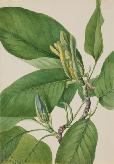  av Mary Vaux Walcott