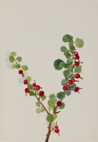  av Mary Vaux Walcott