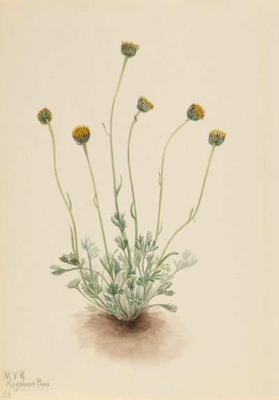  av Mary Vaux Walcott