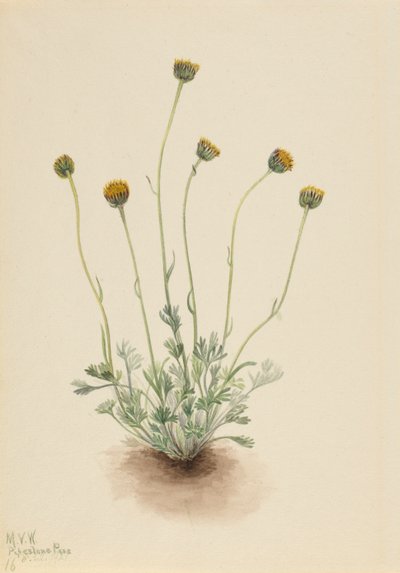Cut Leaf Fleabane Erigeron fyrstikk naken, 1921. av Mary Vaux Walcott
