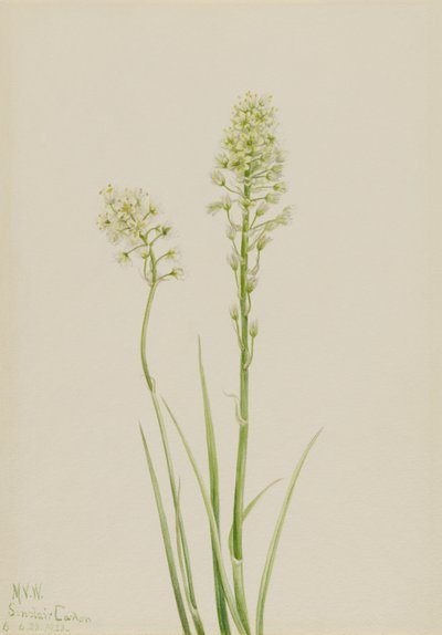  av Mary Vaux Walcott