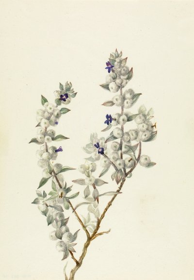  av Mary Vaux Walcott