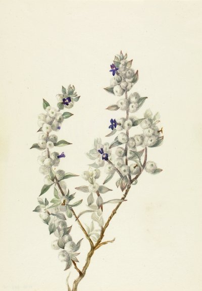 Death Valley Sage Salvia funerea, ca. tidlig på 1930-tallet. av Mary Vaux Walcott