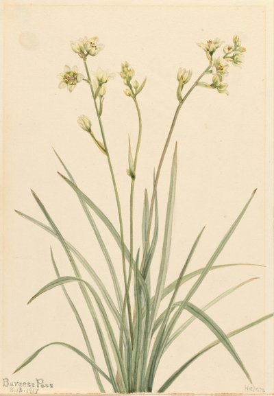 Deathcamas Zygadenus elegans, 1917. av Mary Vaux Walcott