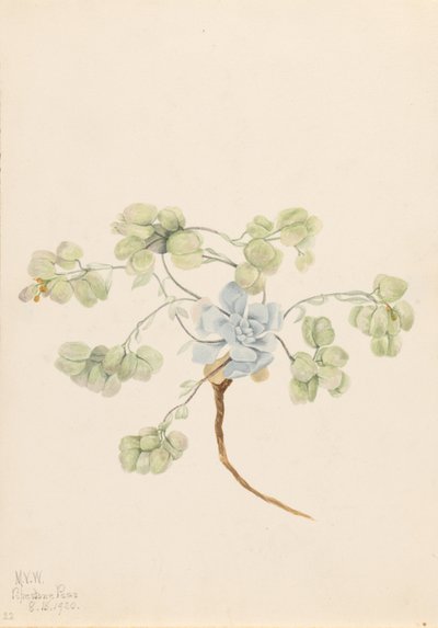 Dobbel blærepod (Physaria didymocarpa) av Mary Vaux Walcott