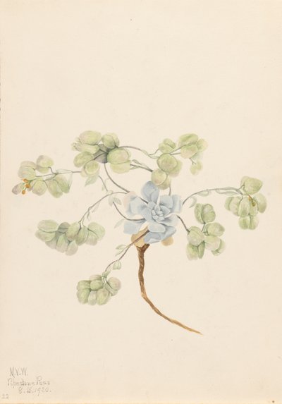 Dobbel blærepod Physaria didymocarpa, 1920. av Mary Vaux Walcott