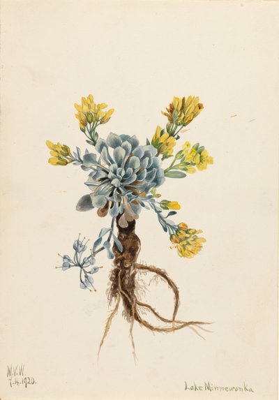 Dobbel blærepod Physaria didymocarpa, 1920. av Mary Vaux Walcott