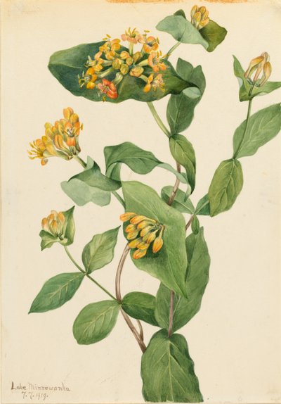  av Mary Vaux Walcott