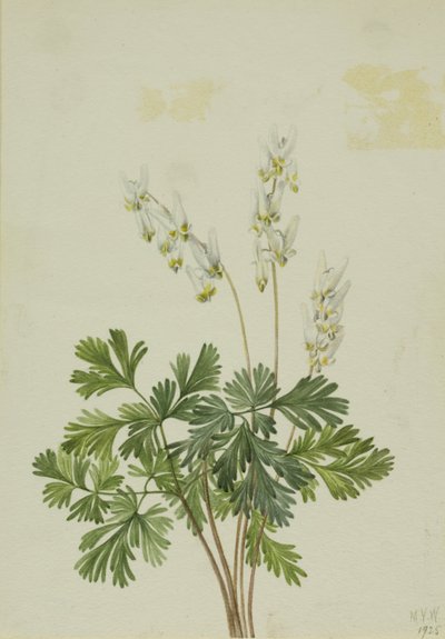  av Mary Vaux Walcott