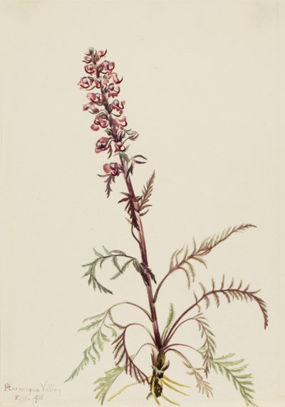  av Mary Vaux Walcott