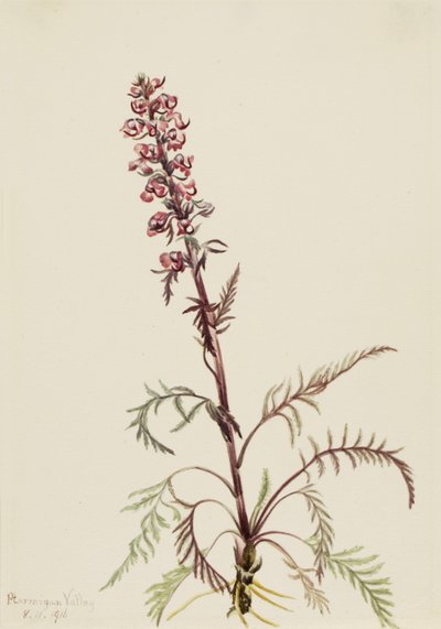 Elephanthead Pedicularis Greenlandica, 1916. av Mary Vaux Walcott
