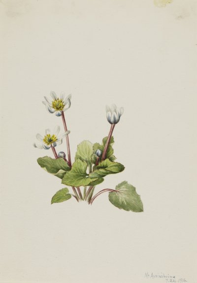  av Mary Vaux Walcott
