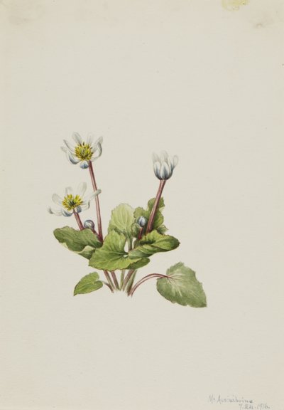 Elkslip Caltha leptosepala, 1916. av Mary Vaux Walcott