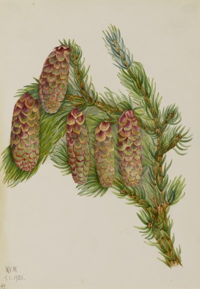  av Mary Vaux Walcott