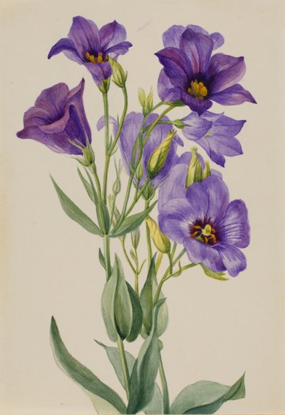  av Mary Vaux Walcott