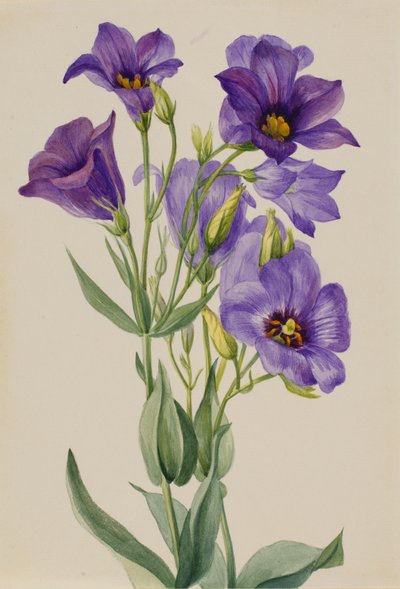 Eustoma russelianum, ca. tidlig på 1930-tallet. av Mary Vaux Walcott