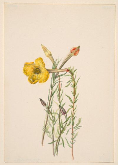  av Mary Vaux Walcott