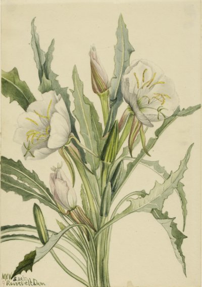  av Mary Vaux Walcott