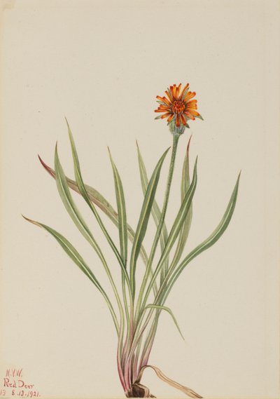  av Mary Vaux Walcott